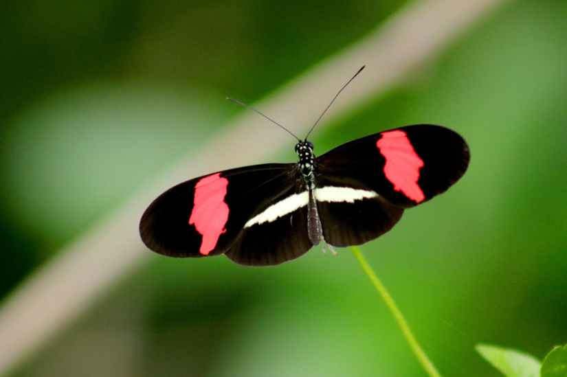black red and white butterfly in closeup photo