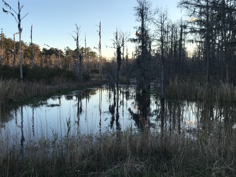 swamp