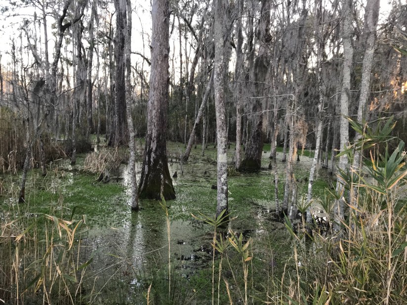 swamp 2
