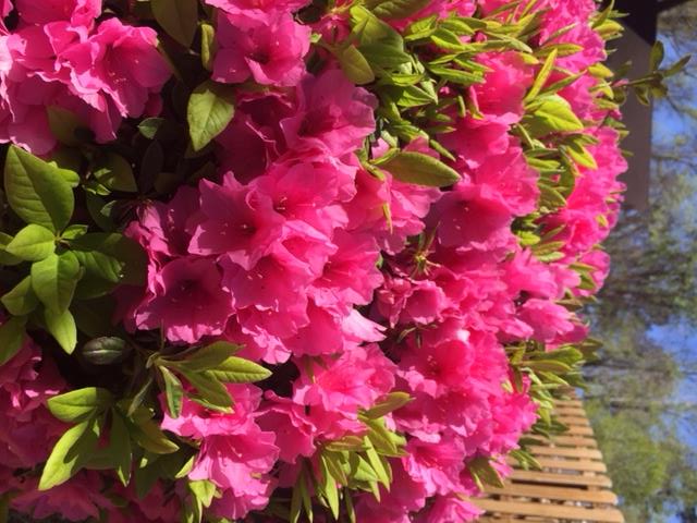 azaleas 3
